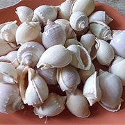 Bonnet Seashells