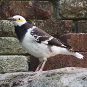 Black-Collared Starling