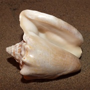 Milk Conch