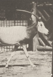 Oryx Galloping 1887 (1890)