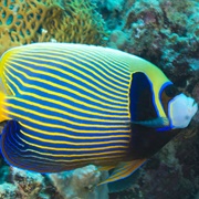 Emperor Angelfish