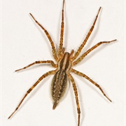 Grass Spider