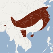 Chinese Water Myotis