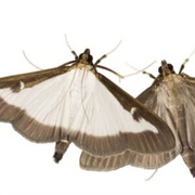 Box Tree Moth