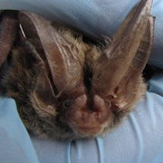 Rafinesque&#39;s Big-Eared Bat