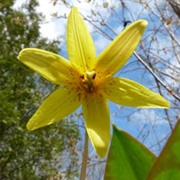 Trout Lily