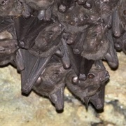 Salim Ali&#39;s Fruit Bat