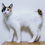 Korean Bobtail