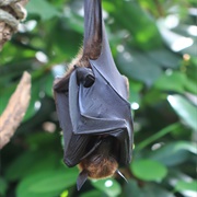 Large Flying Fox