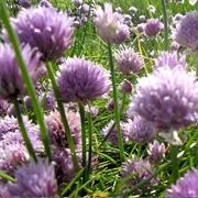 Altai Chives