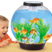 Fish Tank