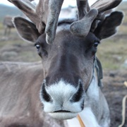 Vixen (Reindeer)