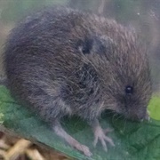 White-Footed Vole