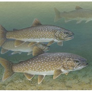 Lake Trout