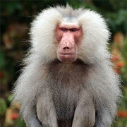 Hamadryas Baboon