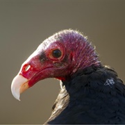 Turkey Vulture