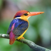 Oriental Dwarf Kingfisher