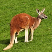 Red Kangaroos