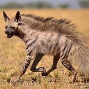 Striped Hyena