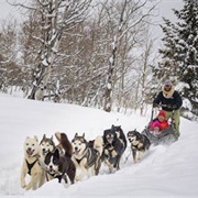 Ride Dog Sled