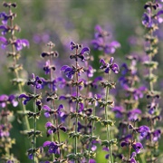 Meadow Sage (Salvia Pratensis)