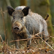 See a Wild Boar