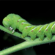 Tomato Worm