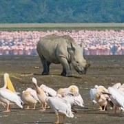 Lake Nakuru