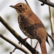 Thrush