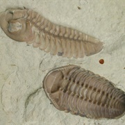 Find a Trilobite