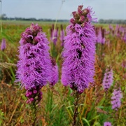 Liatris