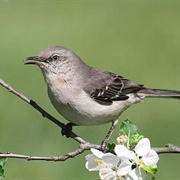 Mockingbird