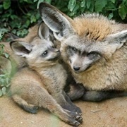 Bat Eared Fox