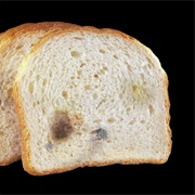 Moldy Bread