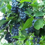 Blueberry Bush