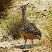 Elegant Crested Tinamou