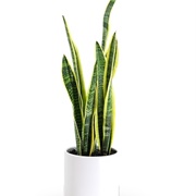 Sansevieria