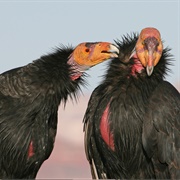 California Condor