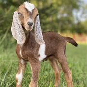 Nubian Goat