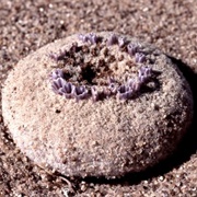 Pholisma Sonorae Aka &quot;Sand Food&quot;