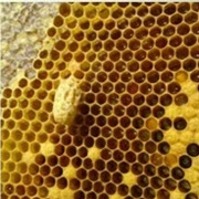 Extradimensional Beehive