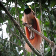 See Birds of Paradise