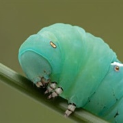 Hawk Moth Caterpillar