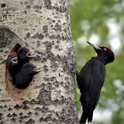 A Descent of Woodpeckers