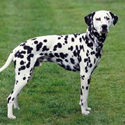 Groom a Dalmatian