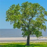 American Elm