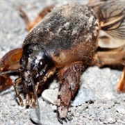 Mole Cricket