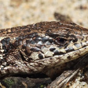 Northern Alligator Lizard