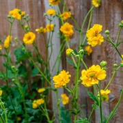 Geum Chiloense