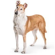 Groom a Smooth Collie